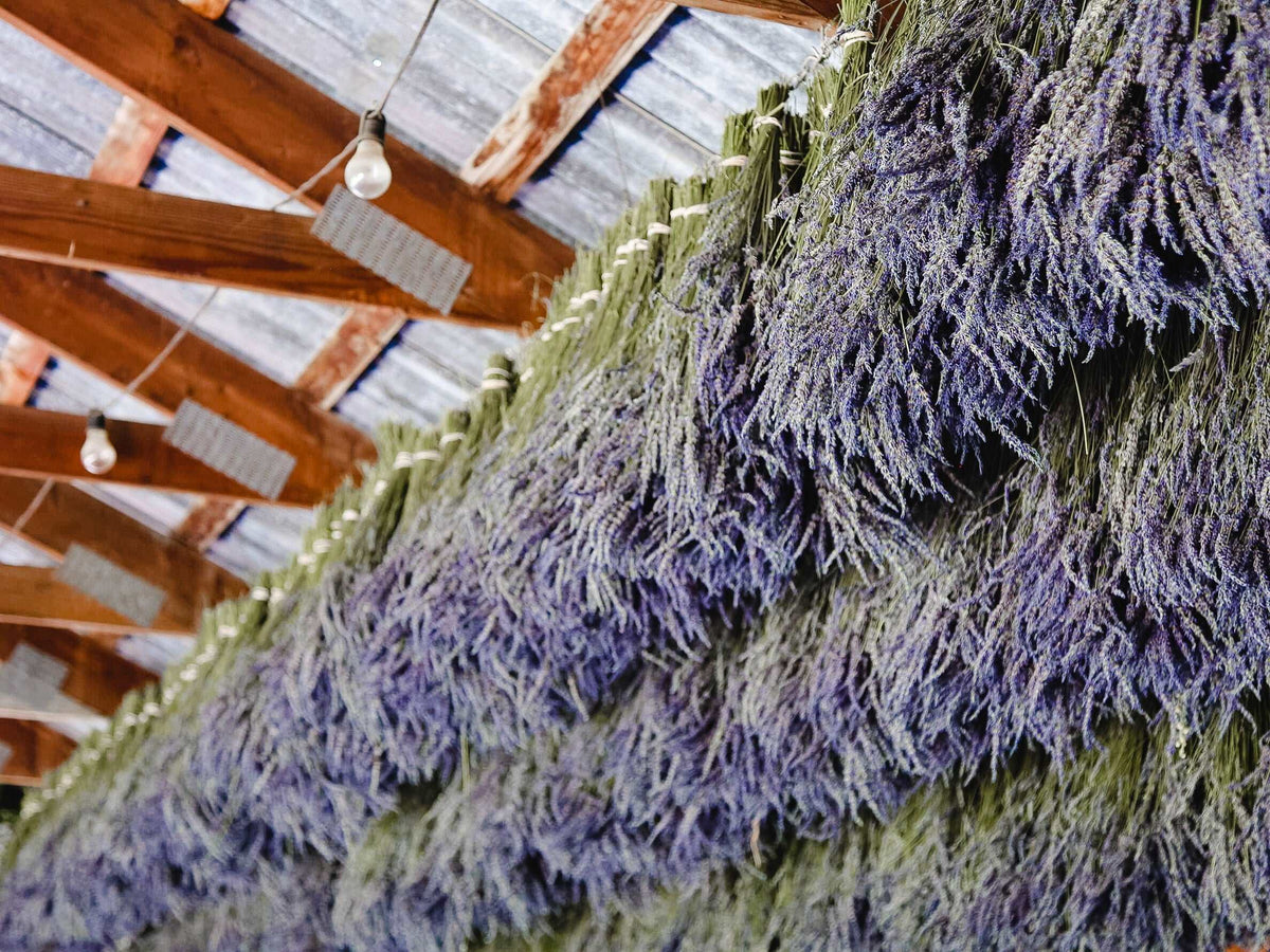 California Dried Lavender Bundles