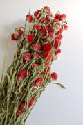 Dried Red Gomphrena Bunch, 4 oz